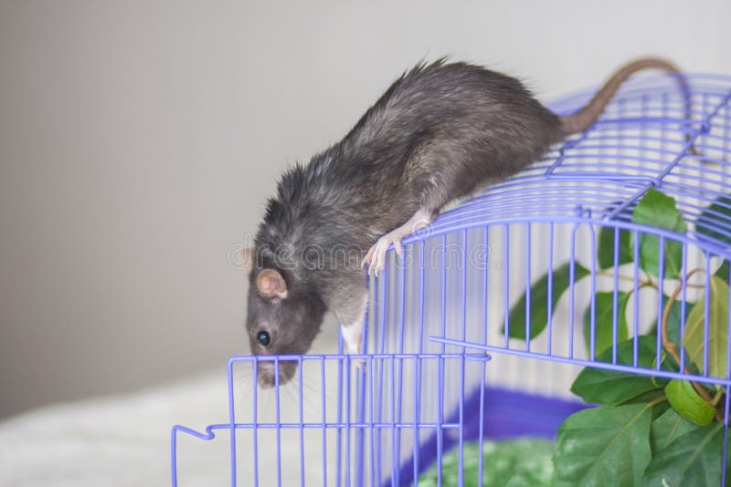 Decorative Rats. Grey Mouse Crawls Around the Cage Stock Image Image