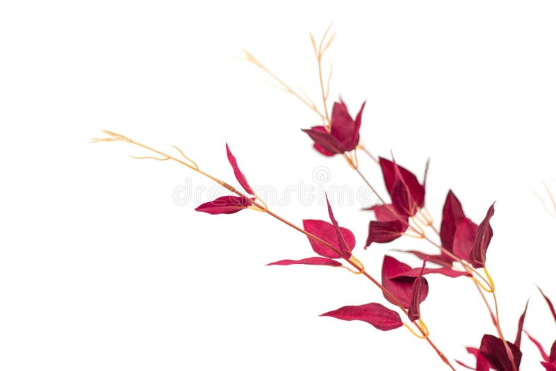 Decorative Red Branches with Leaves in a Vase on a White Background