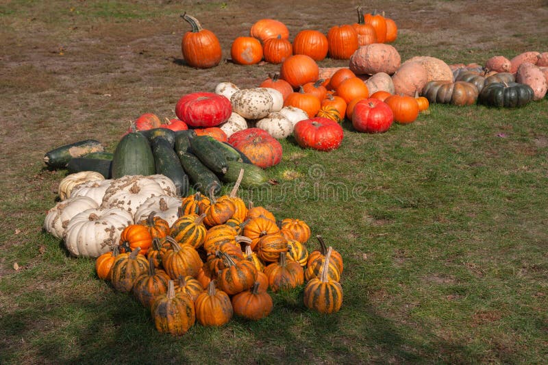Decorative Row Display with Pumpkins and Squash Stock Photo Image of
