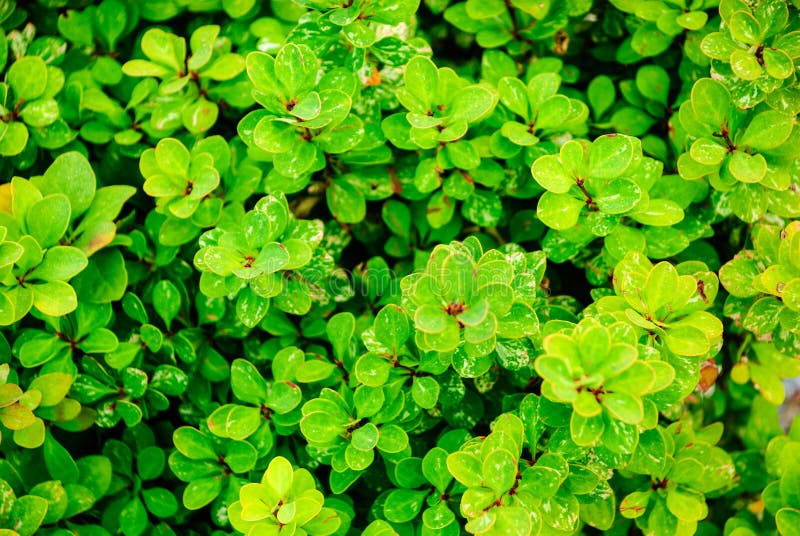 Decorative Shrubs with Small Green Leaves Stock Photo Image of spring, plant 105622328