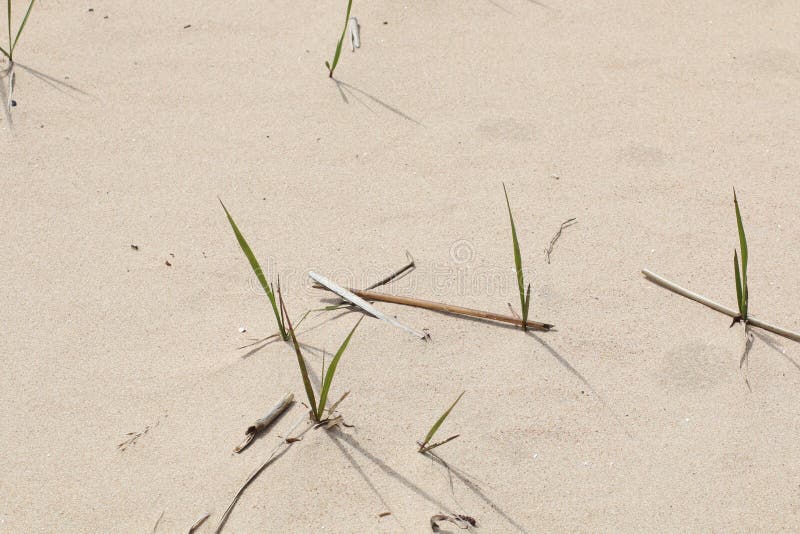 Decorative Single Plant on the Sandy Shore Stock Image Image of