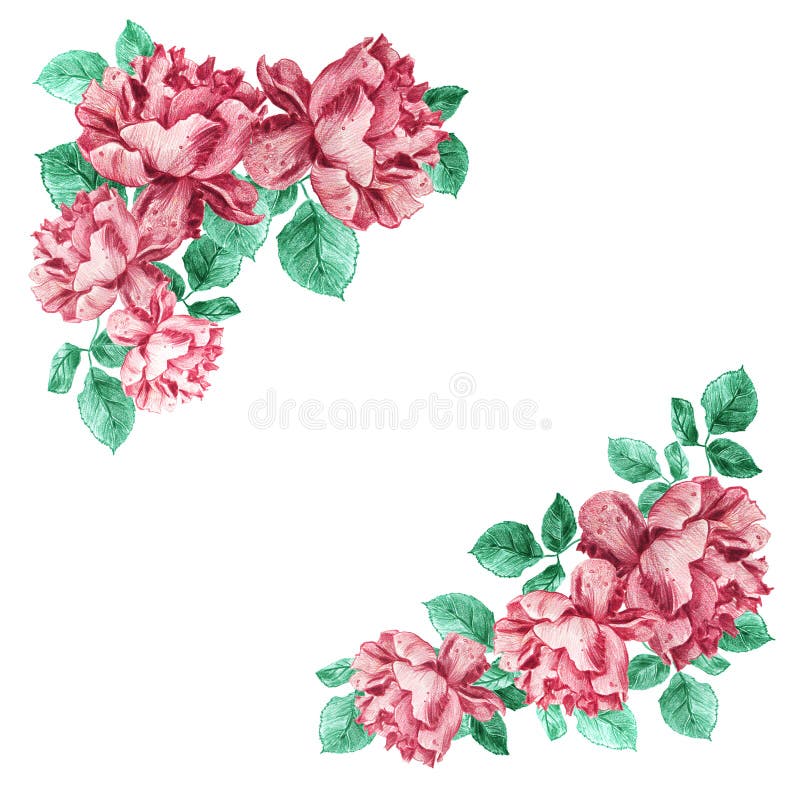 Decorative square corner frame of pink garden roses with green leaves. Light floral bouquet for wedding invitations and royalty free illustration Decorative square corner frame of pink garden roses with green leaves. Light floral bouquet for wedding invitations and royalty free illustration