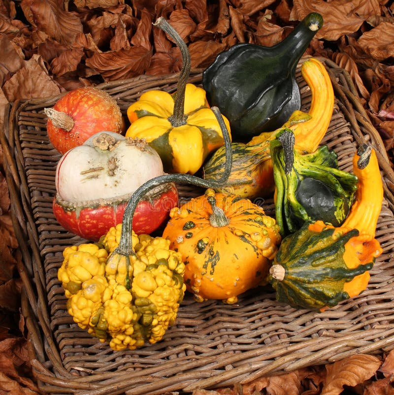 Decorative Squash, Cucurbitaceous, Pumpkin, on White Background Stock
