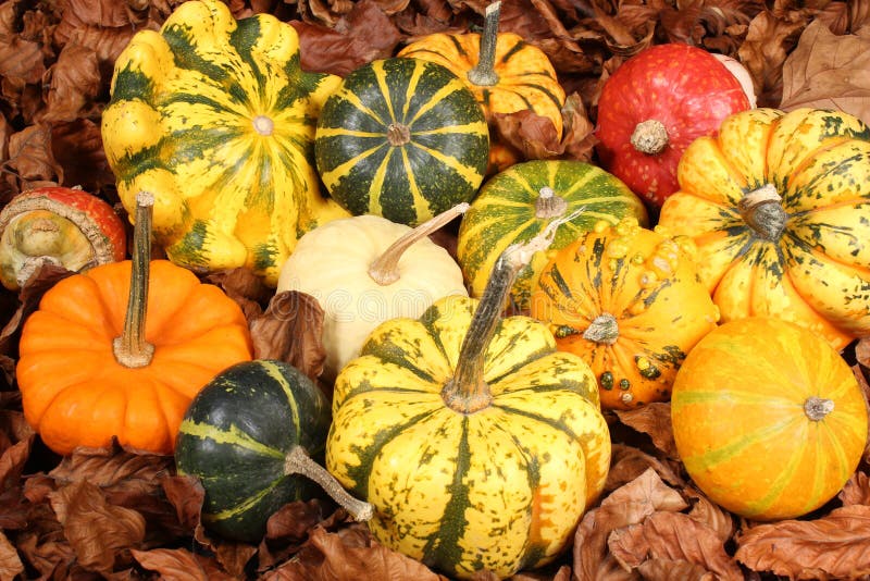Decorative Squash, Cucurbitaceous, Pumpkin, On White Background Stock
