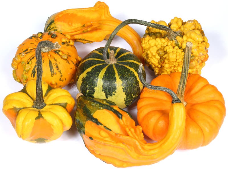 Decorative Squashes, Diverse Assortment Cucurbitaceous, Pumpkins on