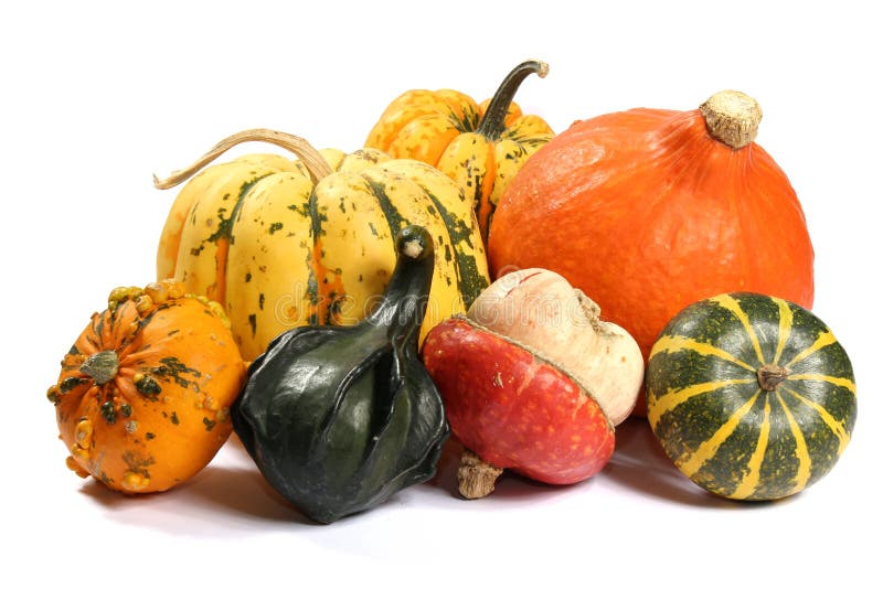 Decorative Squashes, Diverse Assortment Cucurbitaceous, Pumpkins on