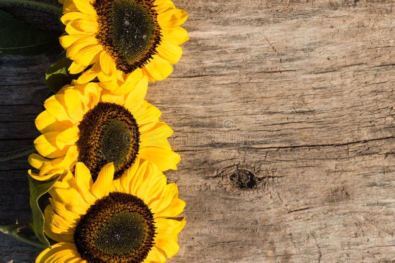 Sunflowers Wooden Background Stock Photos Download 3,490 Royalty Free