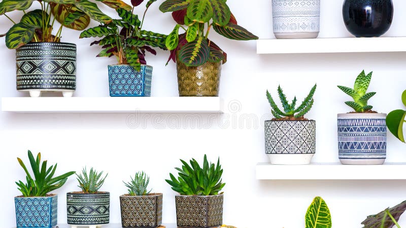 Decorative Tropical Succulent Plants In Geometric Ornamented Art Deco Style Flower Pots. Home Gardening. Home Gardening. Banner. Succulent Plants In Geometric stock photography Decorative Tropical Succulent Plants In Geometric Ornamented Art Deco Style Flower Pots. Home Gardening. Home Gardening. Banner. Succulent Plants In Geometric stock photography