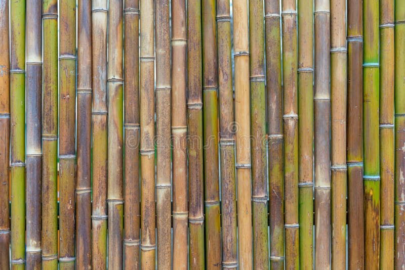 Decorative Wall Panel, Colorful Bamboo Stems in Vertical Pattern Stock