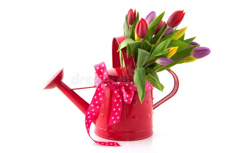 Watering Can with Bouquet Tulips for Birthday Stock Image - Image of ...