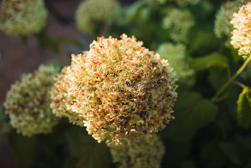 Decorative Yellow Ball Flowers in the Park Stock Photo Image of
