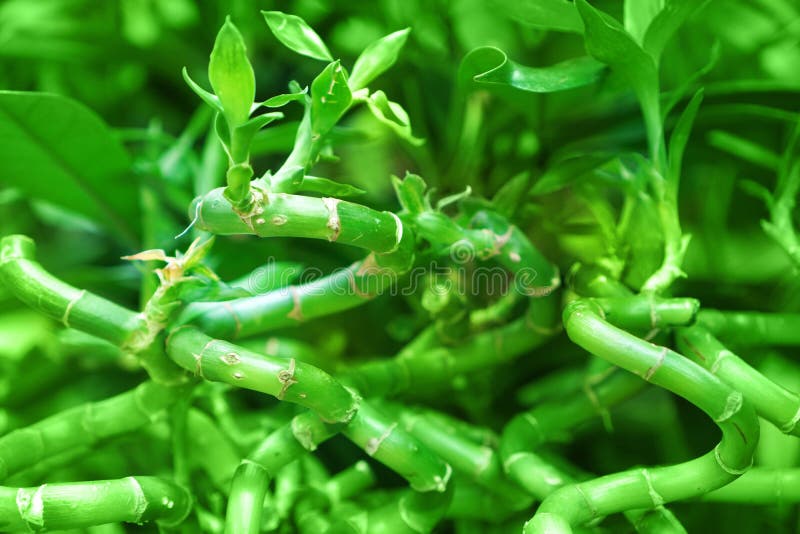 Decorative Young Bamboo Shoots Background Stock Photo Image of spiral