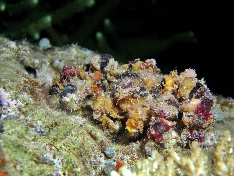 Decorator Crab