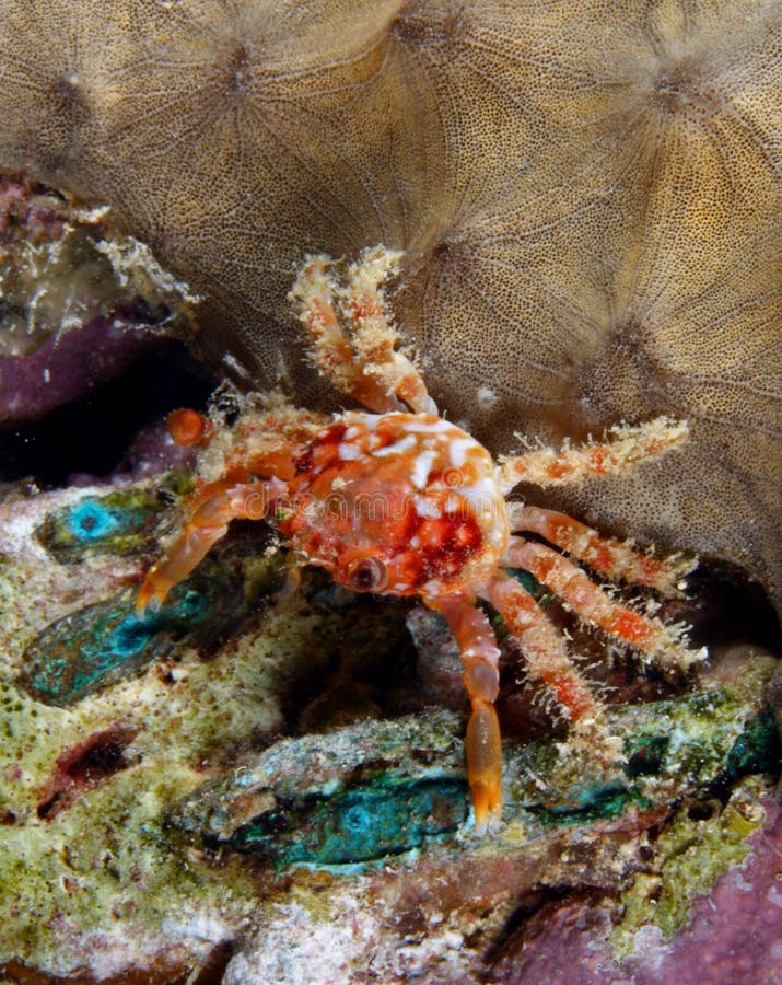 Decorator crab stock photo. Image of marine, bonaire, crab 4891214