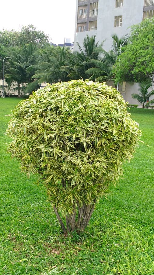 Decorazione del campo dalla pianta verde fotografie stock libere da diritti Decorazione del campo dalla pianta verde fotografie stock libere da diritti