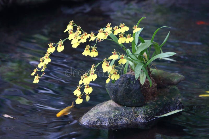 Oncidium hybridum is a perennial herbaceous plant of the Orchidaceae family, belonging to the genus Oncidium. Its pseudobulbs are flattened and oval shaped, and its rhizomes are thick and green Top 1-3 leaves, elliptical lanceolate A raceme, axillary at the base of a false bulb, with yellow, white, or brownish red petals on the flower lips. The flower size varies greatly, and some species have an aroma The seeds are small and reddish brown. The flowering period is 1-2 months. Oncidium hybridum is a perennial herbaceous plant of the Orchidaceae family, belonging to the genus Oncidium. Its pseudobulbs are flattened and oval shaped, and its rhizomes are thick and green Top 1-3 leaves, elliptical lanceolate A raceme, axillary at the base of a false bulb, with yellow, white, or brownish red petals on the flower lips. The flower size varies greatly, and some species have an aroma The seeds are small and reddish brown. The flowering period is 1-2 months.