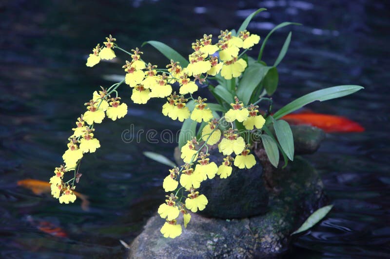 Oncidium hybridum is a perennial herbaceous plant of the Orchidaceae family, belonging to the genus Oncidium. Its pseudobulbs are flattened and oval shaped, and its rhizomes are thick and green Top 1-3 leaves, elliptical lanceolate A raceme, axillary at the base of a false bulb, with yellow, white, or brownish red petals on the flower lips. The flower size varies greatly, and some species have an aroma The seeds are small and reddish brown. The flowering period is 1-2 months. Oncidium hybridum is a perennial herbaceous plant of the Orchidaceae family, belonging to the genus Oncidium. Its pseudobulbs are flattened and oval shaped, and its rhizomes are thick and green Top 1-3 leaves, elliptical lanceolate A raceme, axillary at the base of a false bulb, with yellow, white, or brownish red petals on the flower lips. The flower size varies greatly, and some species have an aroma The seeds are small and reddish brown. The flowering period is 1-2 months.