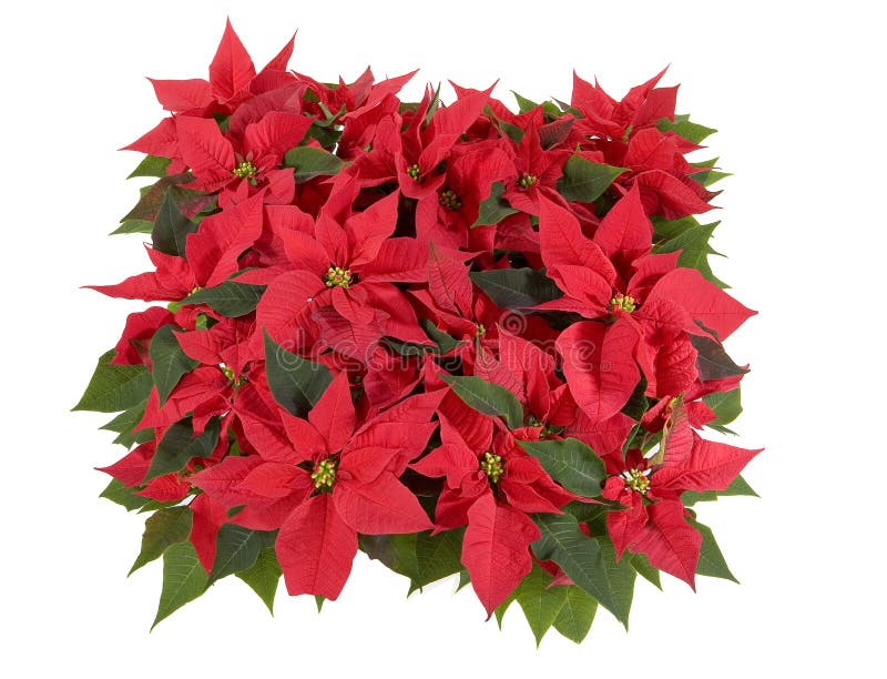 Christmas Decorations - Red Poinsettia on white background. Christmas Decorations - Red Poinsettia on white background