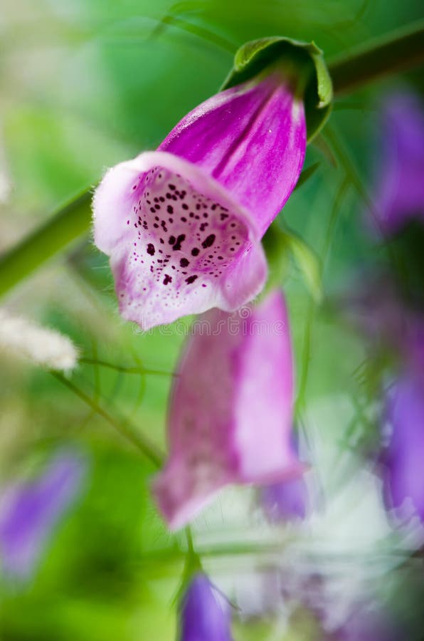 Dedalera hermosa de la púrpura de las flores fotografía de archivo libre de regalías Dedalera hermosa de la púrpura de las flores fotografía de archivo libre de regalías