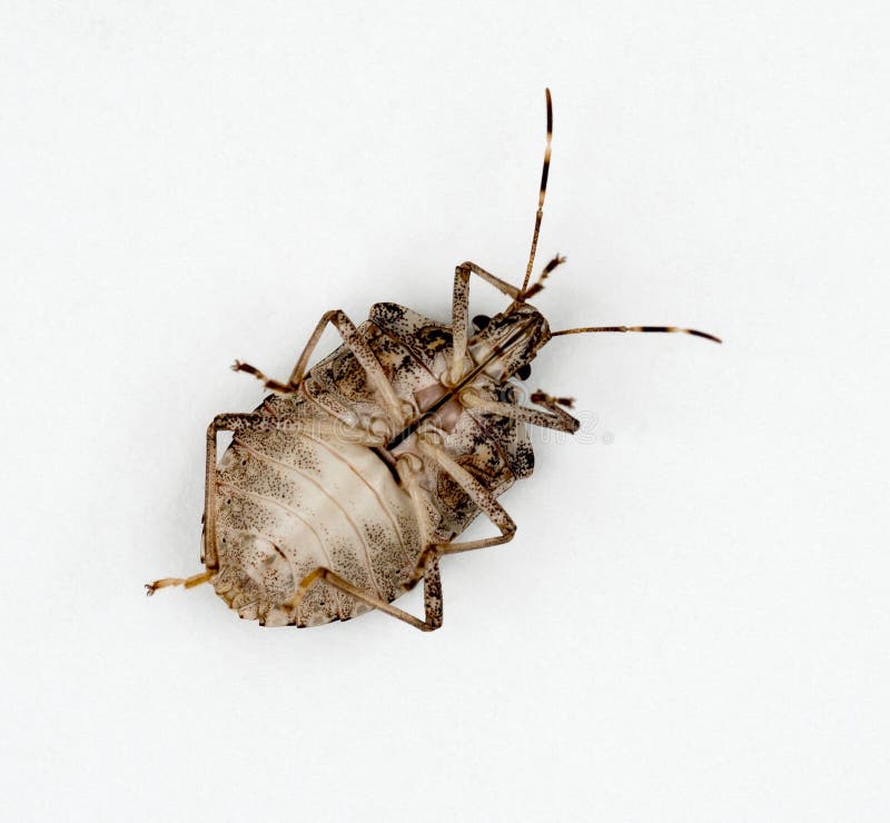 Dedesubt, bug-ul marmorat marmorat căprui sau bug-ul scutului stock image