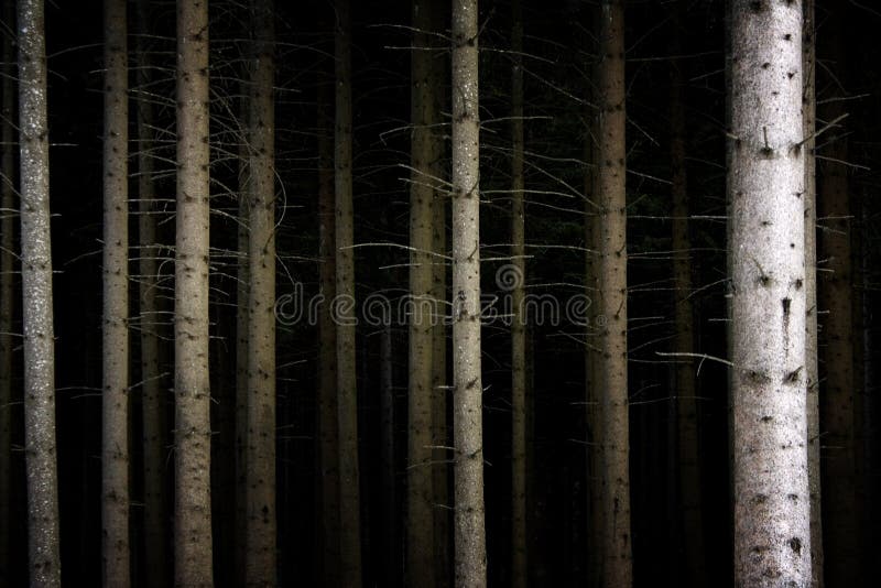 Un árbol conexiones en misterioso oscuro Bosque 