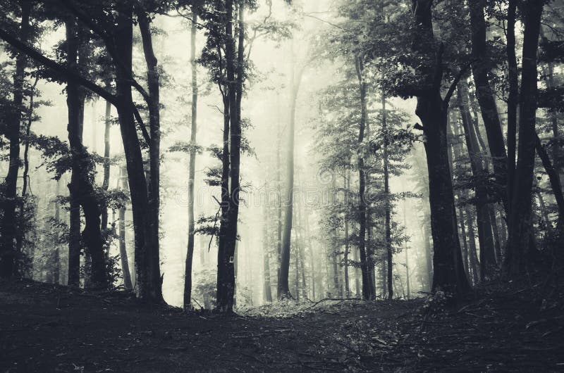 Deep dark woods with fog