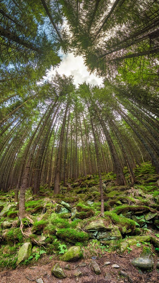Deep forest overhead view whith unusual angle royalty free stock image Deep forest overhead view whith unusual angle royalty free stock image