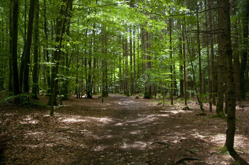 Deep forest, road goes through spruce trees. Shadows from branches. Landscape wild nature