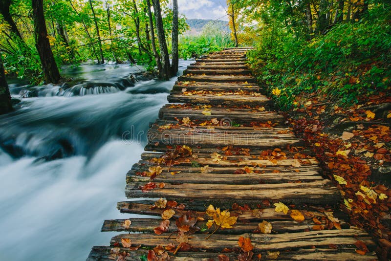 Deep forest stream with crystal clear water with wooden pahway. Plitvice lakes, Croatia UNESCO royalty free stock photography Deep forest stream with crystal clear water with wooden pahway. Plitvice lakes, Croatia UNESCO royalty free stock photography
