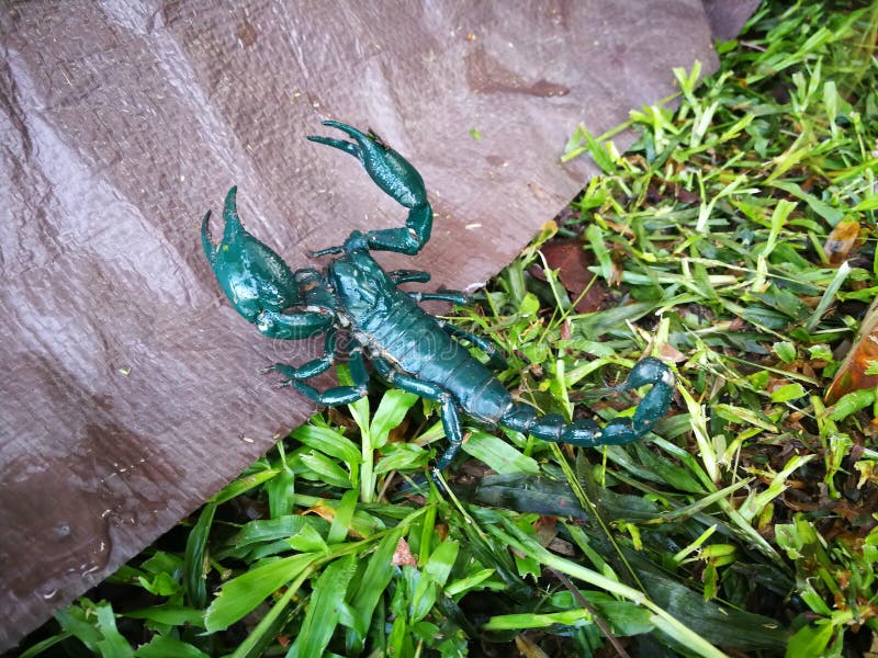 Deep green scorpion in Thailand Nation Park when camping. Dark green scorpion on the floor at camping area in Thailand nation Forest, america, animal, animals royalty free stock photos Deep green scorpion in Thailand Nation Park when camping. Dark green scorpion on the floor at camping area in Thailand nation Forest, america, animal, animals royalty free stock photos