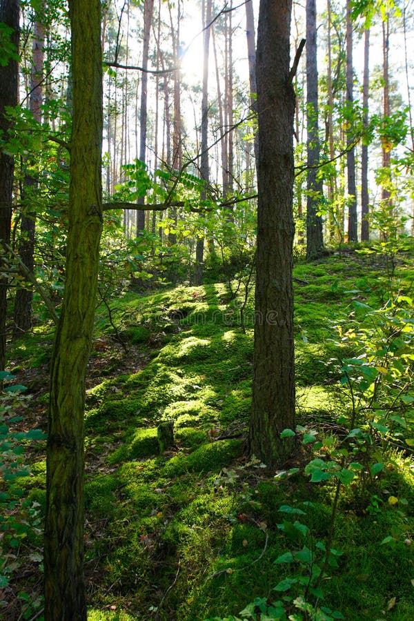 Deep green trees in forest