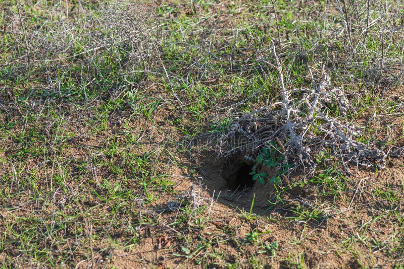 Deep Hole of a Wild Animal in Ground Stock Image Image of secret