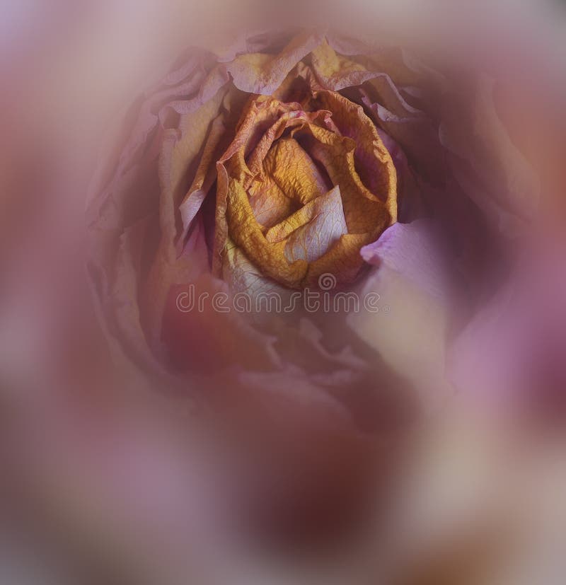 Deep Inside a Beautiful Rose Stock Photo Image of love, color 53319814