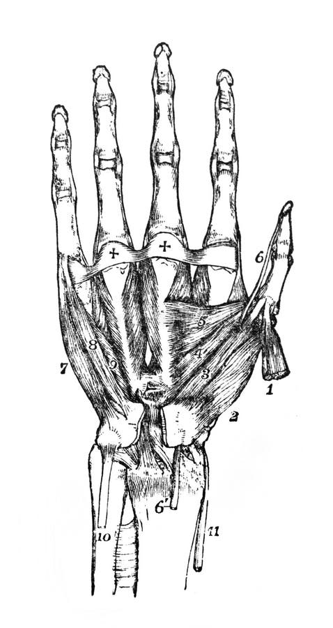 Deep Muscles of the Palm of the Hand in the Old Book the Encyclopaedia ...