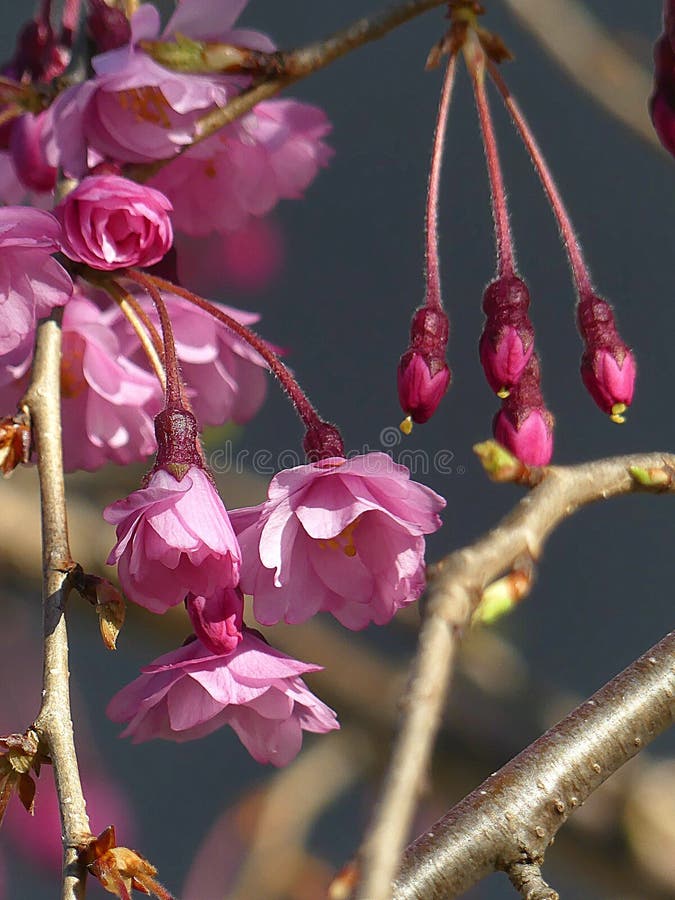 Cherry Kiss Stock Photos Download 784 Royalty Free Photos Images, Photos, Reviews