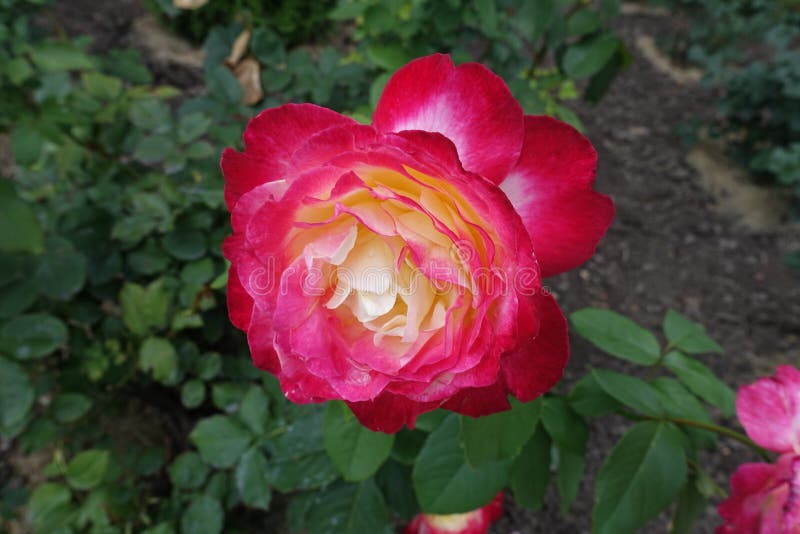 Deep Pink and White Flower of Rose Stock Photo Image of bicolor