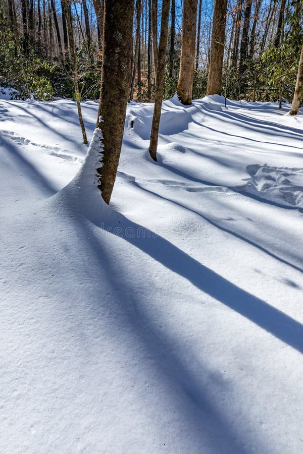 Deep Pristine Snow Covers the Forest Floor in Pisgah Forest in Winter