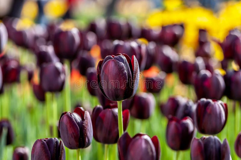 Queen of Night tulips