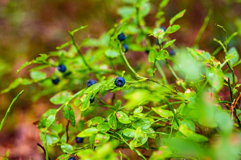 Deep Vibrant Blue Blueberries Growing on the Shrub in the Forest Stock