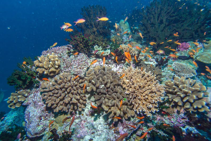 Deep Water Coral Reef stock photo. Image of nautical - 63849770