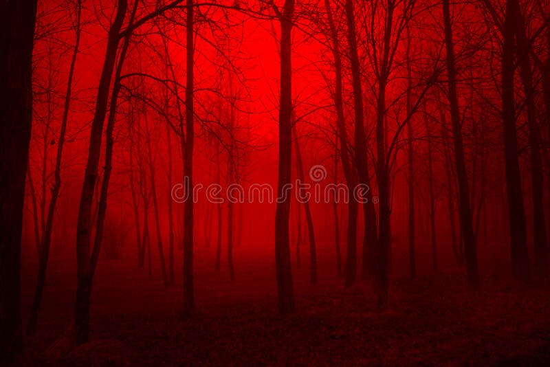 Deep in the Woods royalty free stock photography