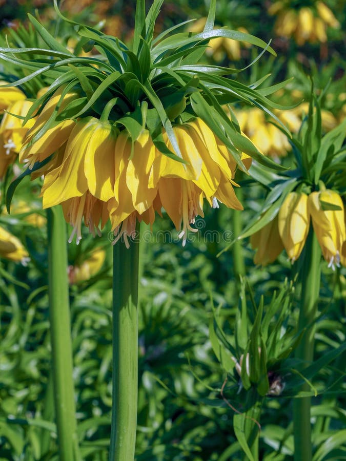 Deep Yellow Fritillaria Imperialis Aurora Flowers With Green Leaves