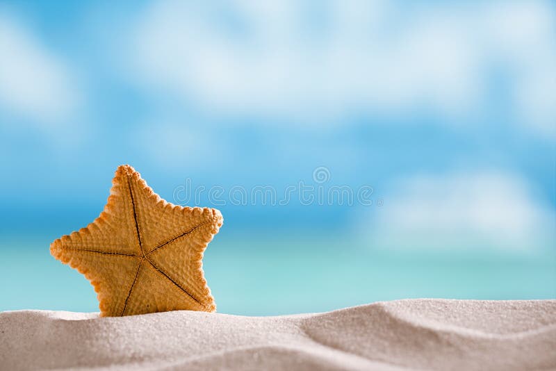 Deepwater rare starfish with ocean , beach and seascape