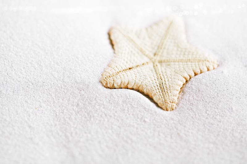 Deepwater rare starfish in white beach sand