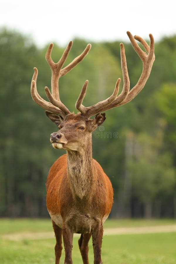 Deer