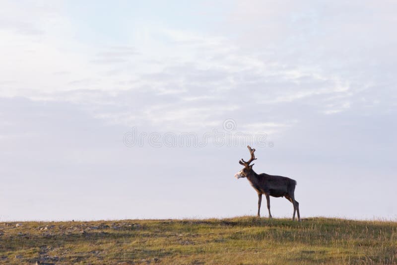 Deer royalty free stock photo Deer royalty free stock photo