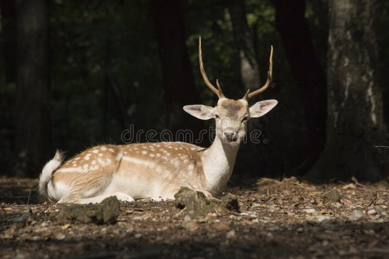 Deer royalty free stock photo