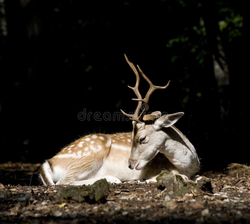 Deer stock image
