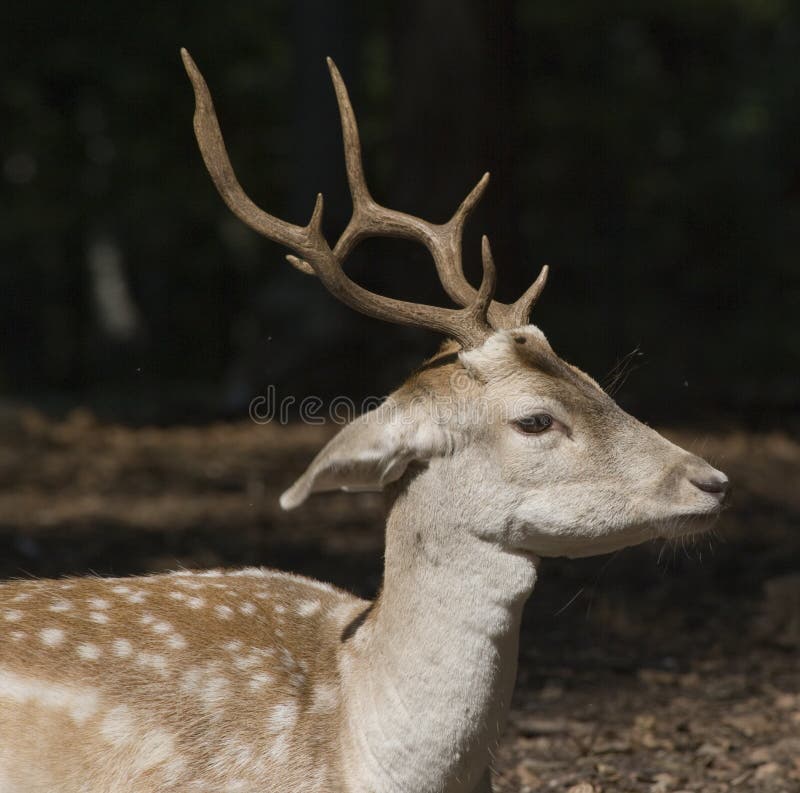 Deer stock images
