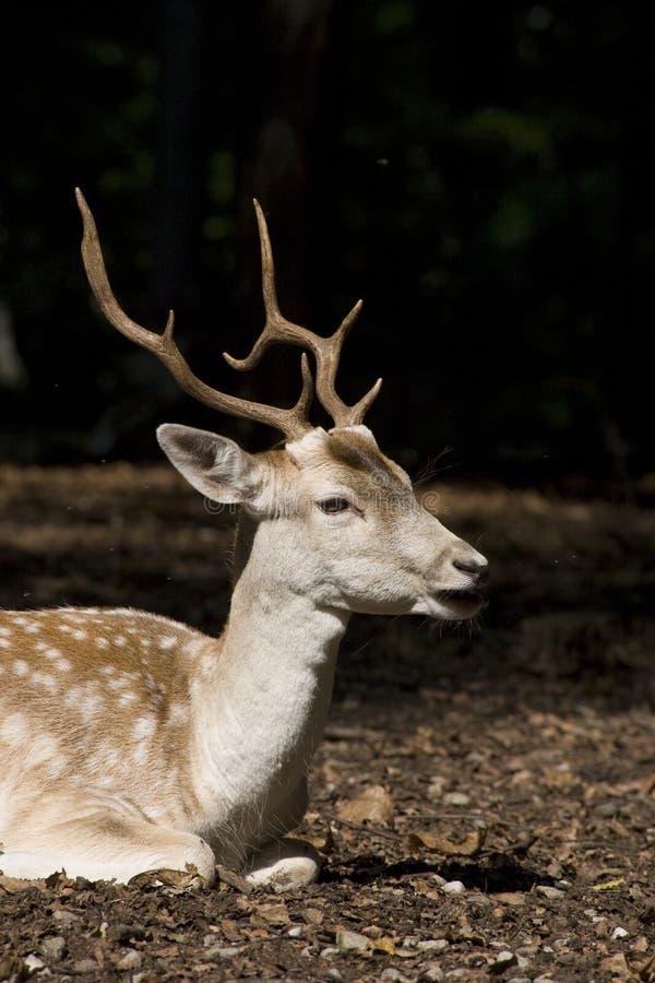 Deer royalty free stock photos